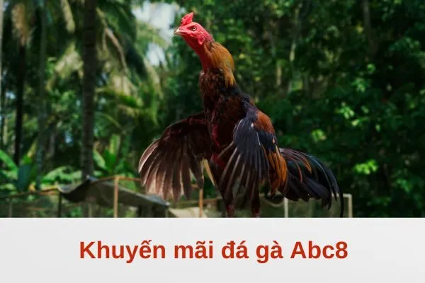 Khuyến mãi đá gà Abc8